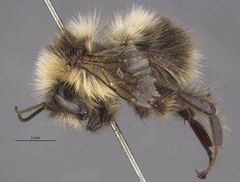Media type: image;   Entomology 562 Aspect: habitus lateral view